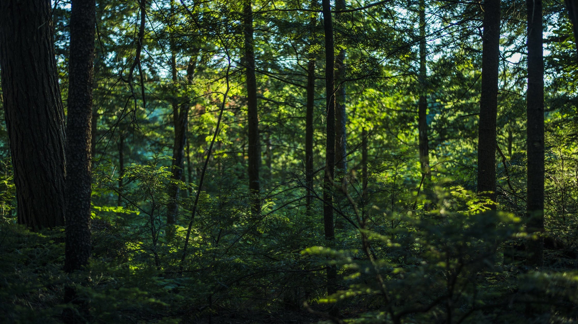 Frutti di Bosco: Prodotti Eco-sostenibili, un Ciclo di Vita Continuo